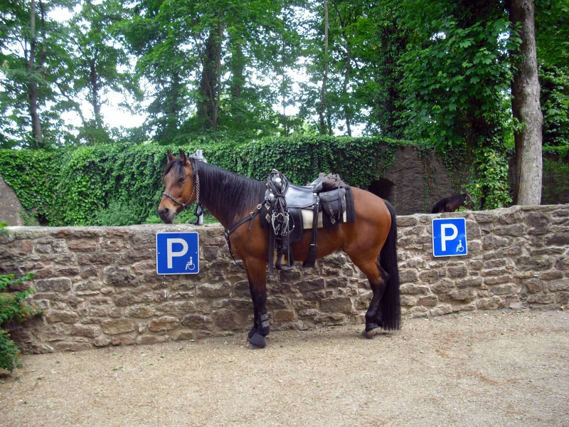 sellier-SANARY SUR MER-min_horse-350390